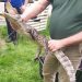 Police seize caiman during drugs and weapons raid
