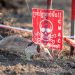 Super Rat: the record-setting rodent sniffing out landmines and saving lives