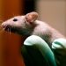 FDA phasing out some animal testing in ‘win-win’ for ethics and public health: commissioner