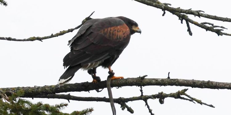 Aggressive hawk that terrorized English village for weeks finally captured by resident