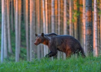 Slovakia approves cull of 350 bears after latest fatal attack