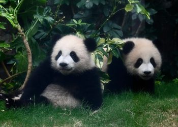 Hong Kong’s baby pandas finally get names. Meet Jia Jia and De De