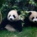 Hong Kong’s baby pandas finally get names. Meet Jia Jia and De De