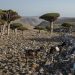These dragon’s blood trees exist in only one place on Earth. Now their survival is under threat