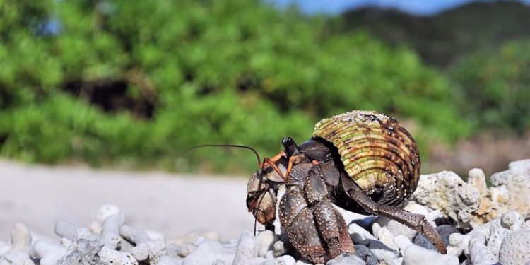 Three Chinese nationals arrested in Japan after thousands of protected hermit crabs found smuggled in suitcases