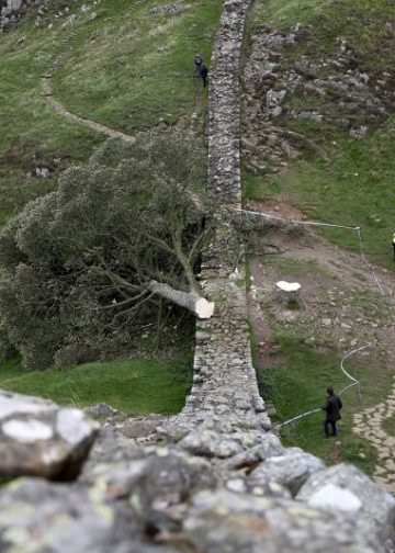 A piece of the illegally felled Sycamore Gap tree is going on display – and you can hug it