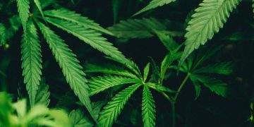 Trump Weighs Executive Order to Loosen Federal Cannabis Restrictions