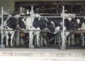 Trump tariffs hit Canada’s dairy farmers as US sales stall