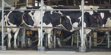 Trump tariffs hit Canada’s dairy farmers as US sales stall